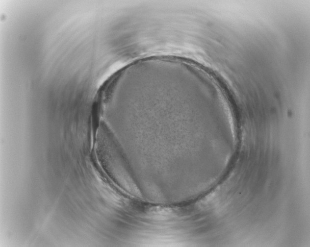 X0000088881505200706221801