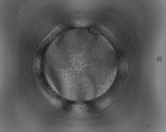 X0000088880215200706291611