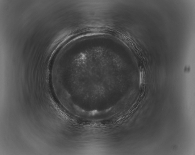 X0000088880243200706291610