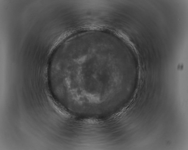 X0000088880250200706291610