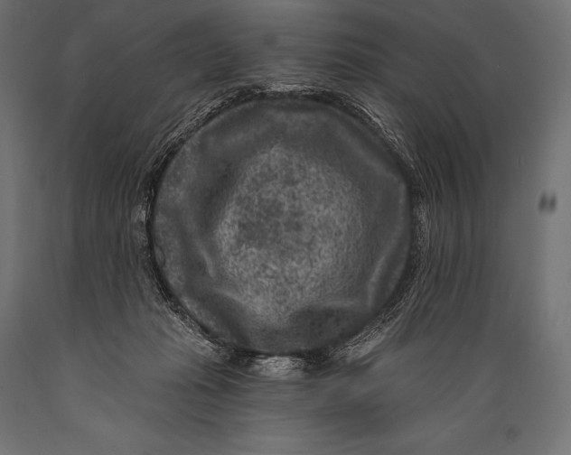 X0000088880269200706291610