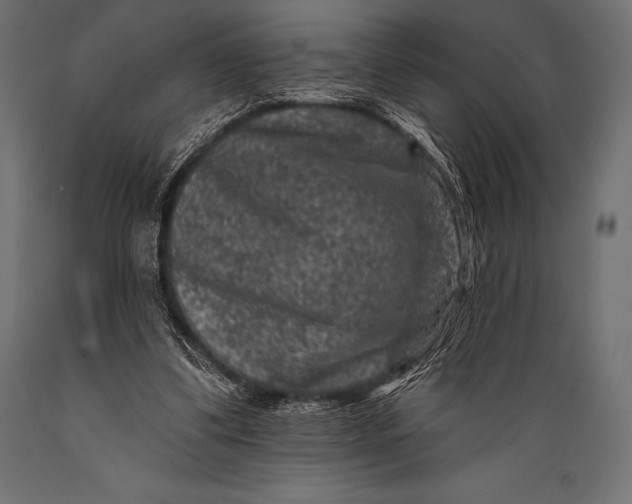 X0000088880299200706291610