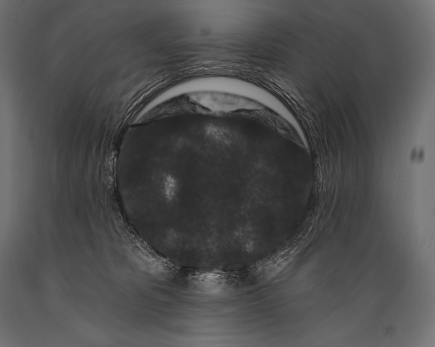 X0000088880325200706291609