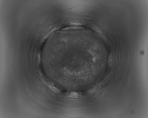 X0000088880330200706291609