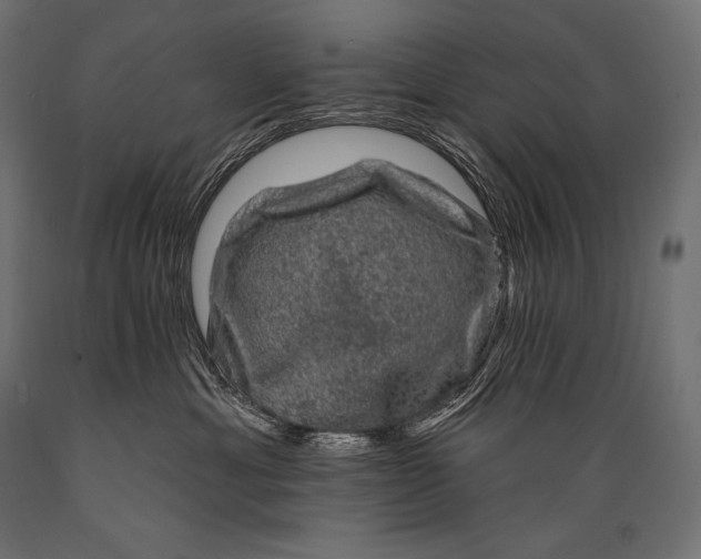 X0000088880429200706291608