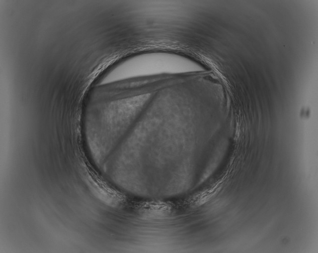 X0000088880443200706291607