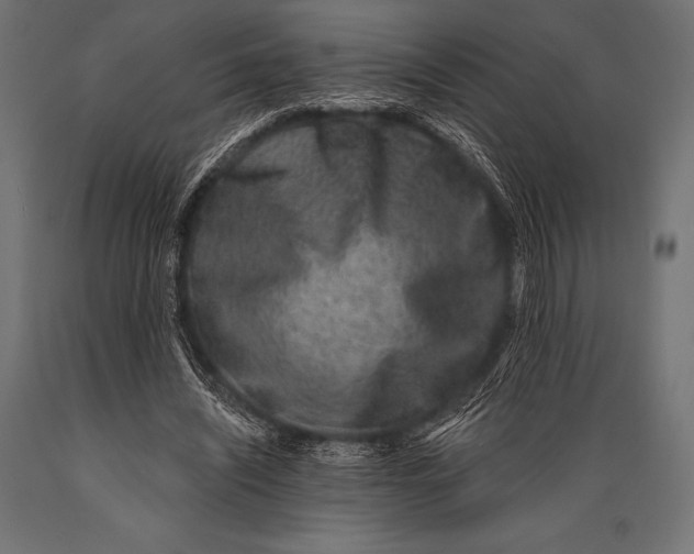 X0000088880444200706291607