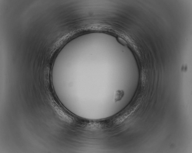 X0000088880445200706291607