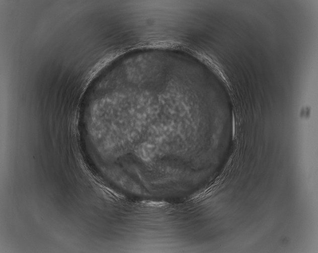 X0000088880483200706291607