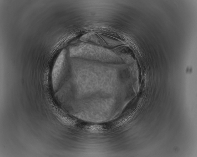 X0000088880501200706291606