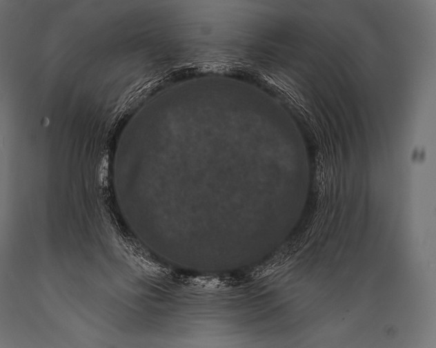 X0000088880502200706291606