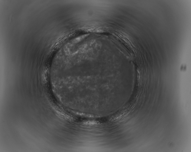 X0000088880503200706291606