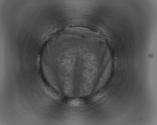 X0000088880550200706291606