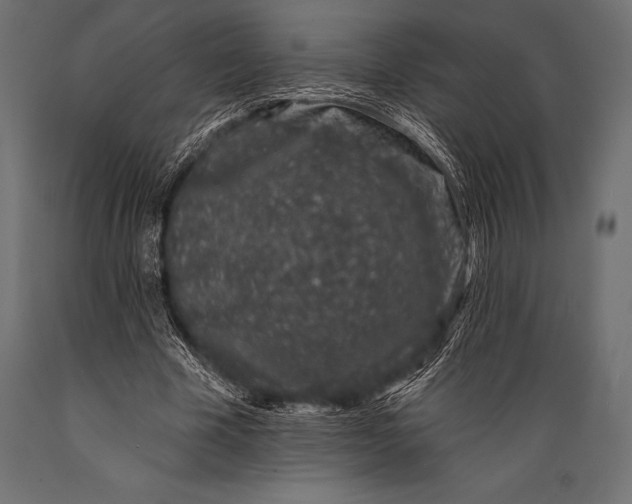 X0000088880585200706291605