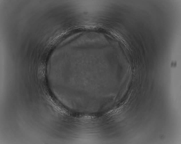 X0000088880593200706291605