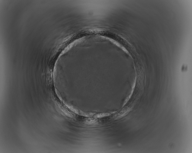 X0000088880624200706291605