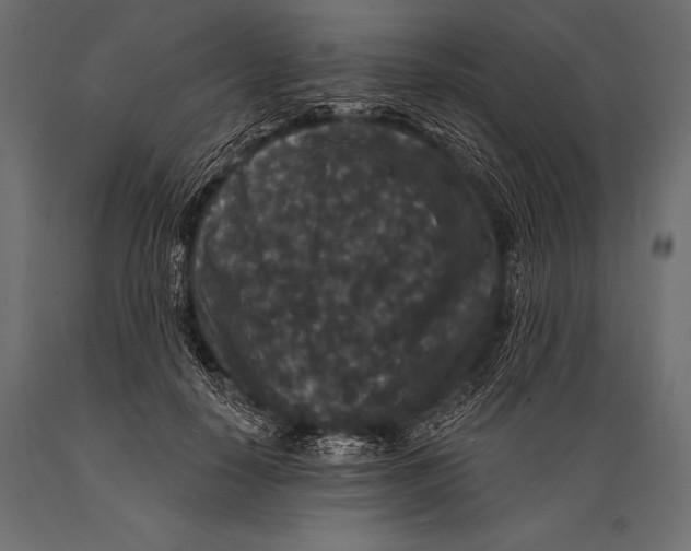 X0000088880650200706291604