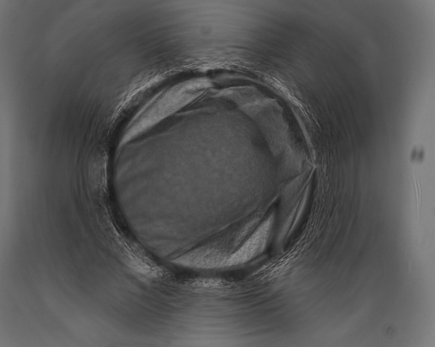 X0000088880685200706291604