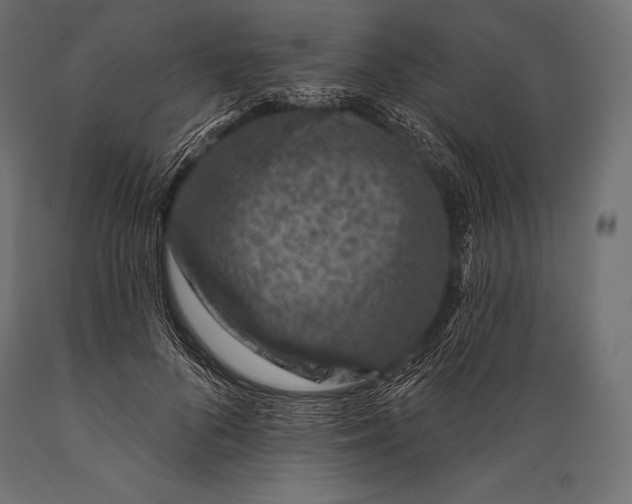 X0000088880696200706291604