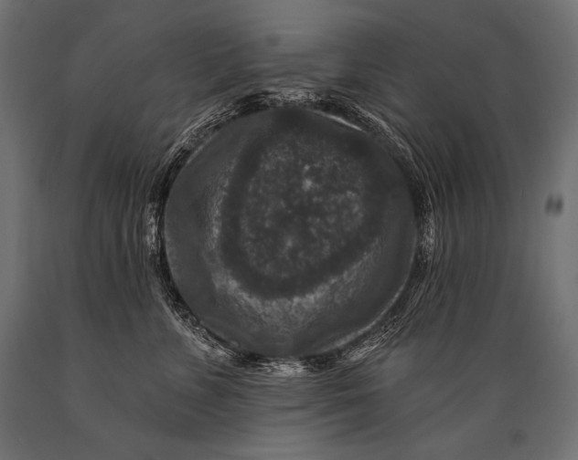 X0000088880715200706291603