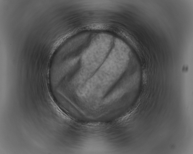 X0000088880725200706291603