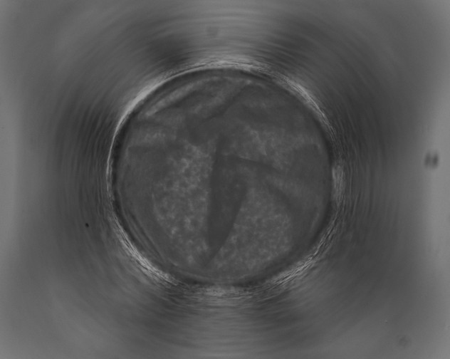 X0000088880780200706291602