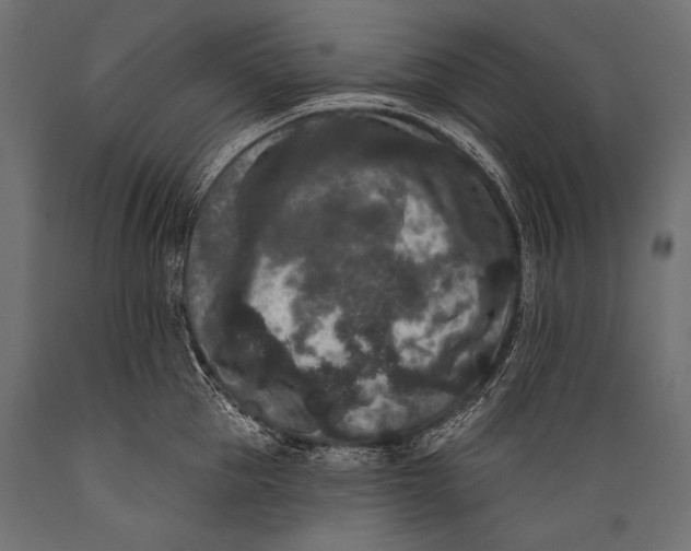 X0000088880953200706291600