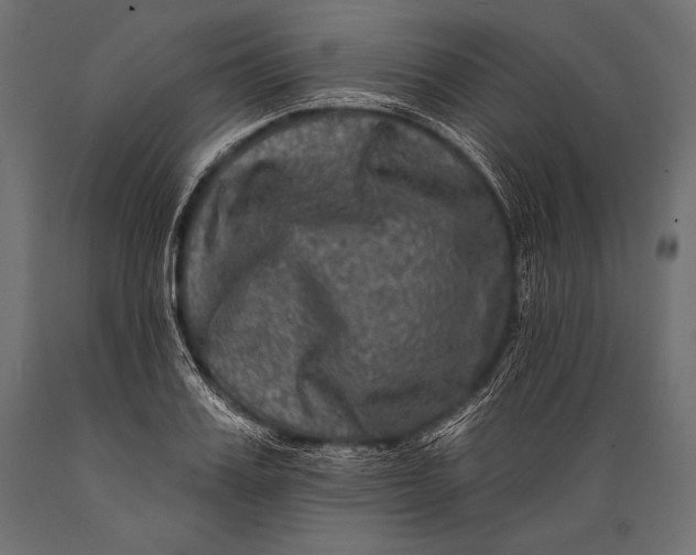 X0000088880987200706291559