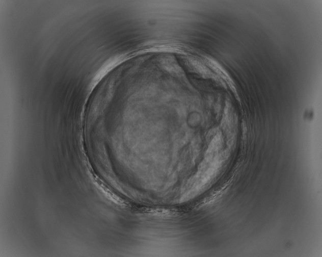 X0000088881002200706291559