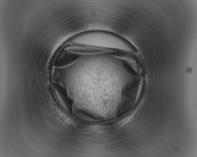 X0000088881022200706291558