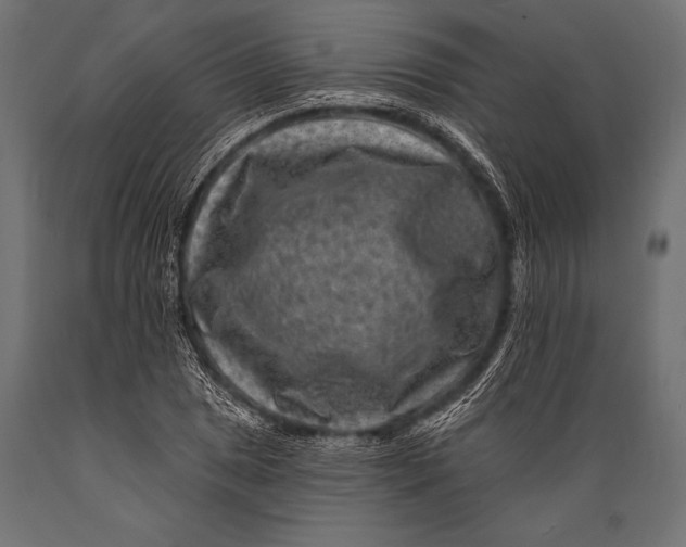 X0000088881025200706291558