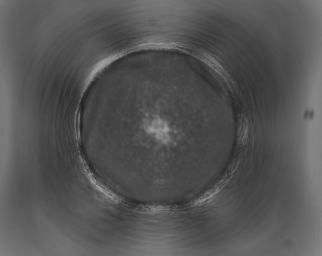 X0000088881030200706291559