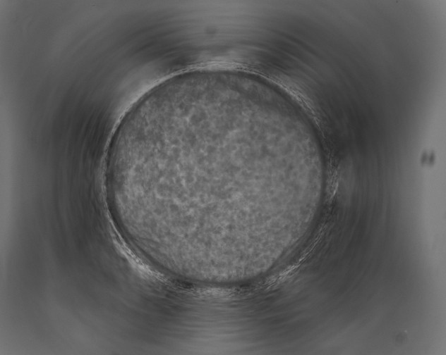 X0000088881086200706291558