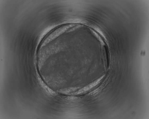 X0000088881088200706291558