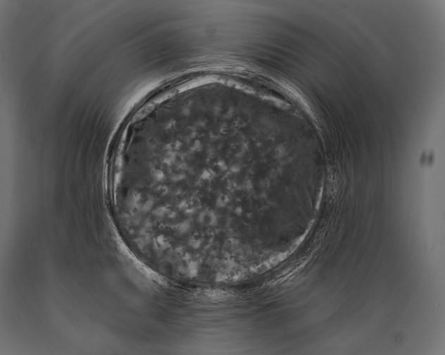 X0000088881095200706291558