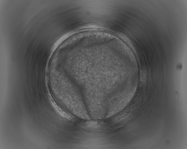 X0000088881098200706291558