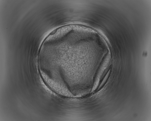 X0000088881100200706291558