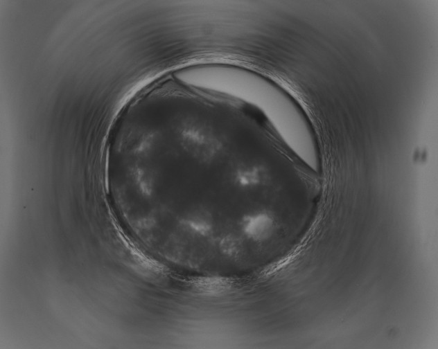 X0000088881127200706291557