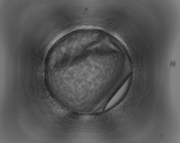 X0000088881173200706291556