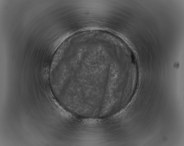 X0000088881185200706291556