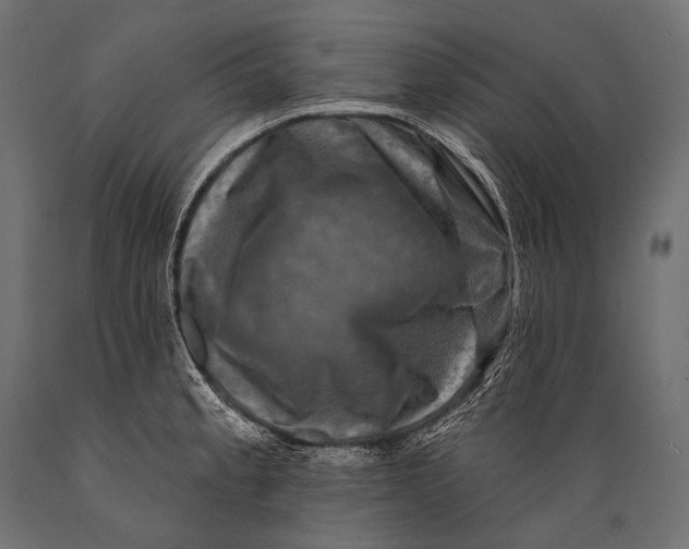 X0000088881189200706291556