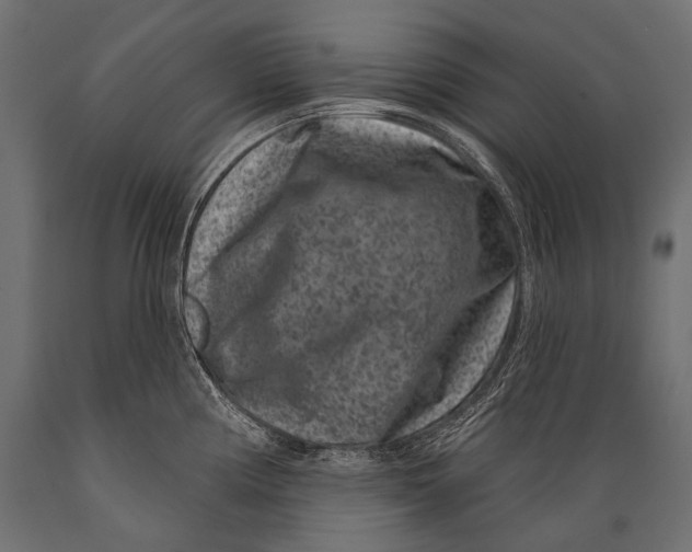 X0000088881194200706291556