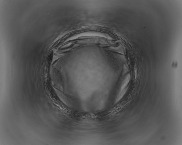 X0000088881206200706291555