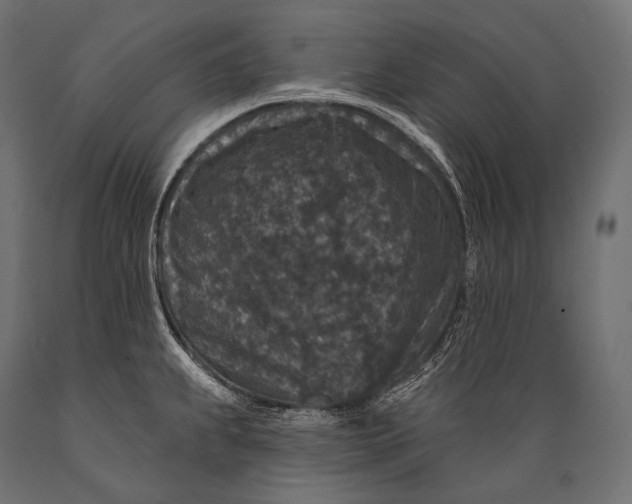 X0000088881239200706291556