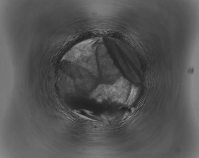 X0000088881297200706291554