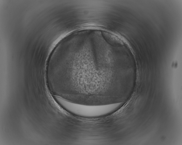 X0000088881333200706291555