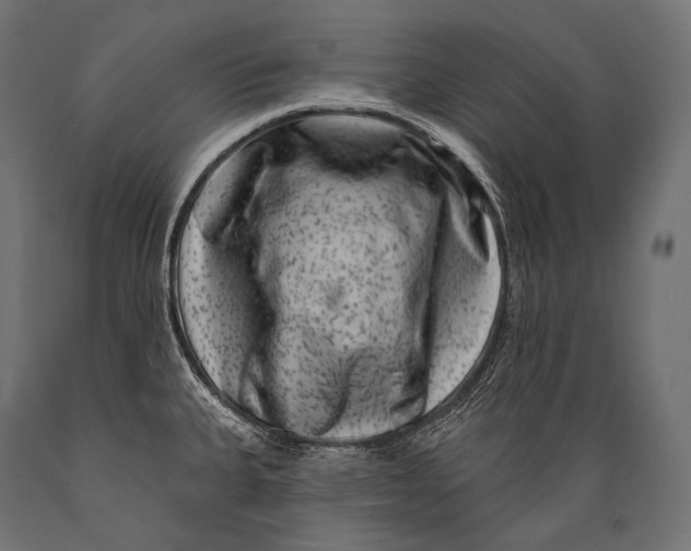 X0000088881335200706291555