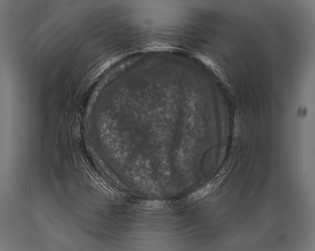 X0000088881401200706291553