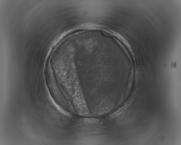 X0000088881429200706291553