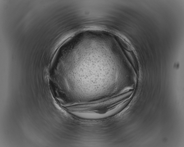 X0000088881433200706291553